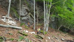 EUROPEAN TREE WORKER - immagine 2