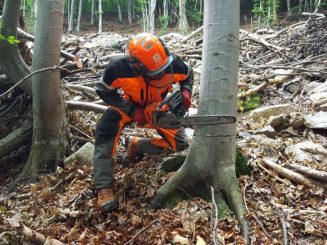 ABBATTIMENTO CONTROLLATO ALBERI CON PIATTAFORME DI LAVORO ELEVABILI