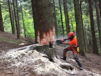 (UNITÀ FORMATIVA F2) UTILIZZO IN SICUREZZA DELLA MOTOSEGA NELLE OPERAZIONI DI ABBATTIMENTO