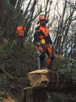 (UNITÀ FORMATIVA F5) LAVORO E IMPIEGO IN SICUREZZA DELLE ATTREZZATURE NELLE OPERAZIONI DI ESBOSCO