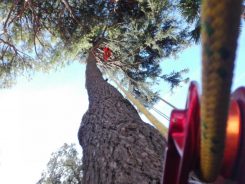 EUROPEAN TREE WORKER