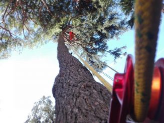 EUROPEAN TREE TECHNICIAN