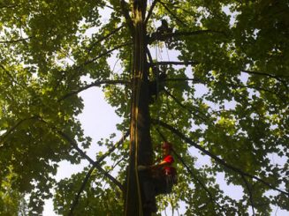 TREE CLIMBING AVANZATO